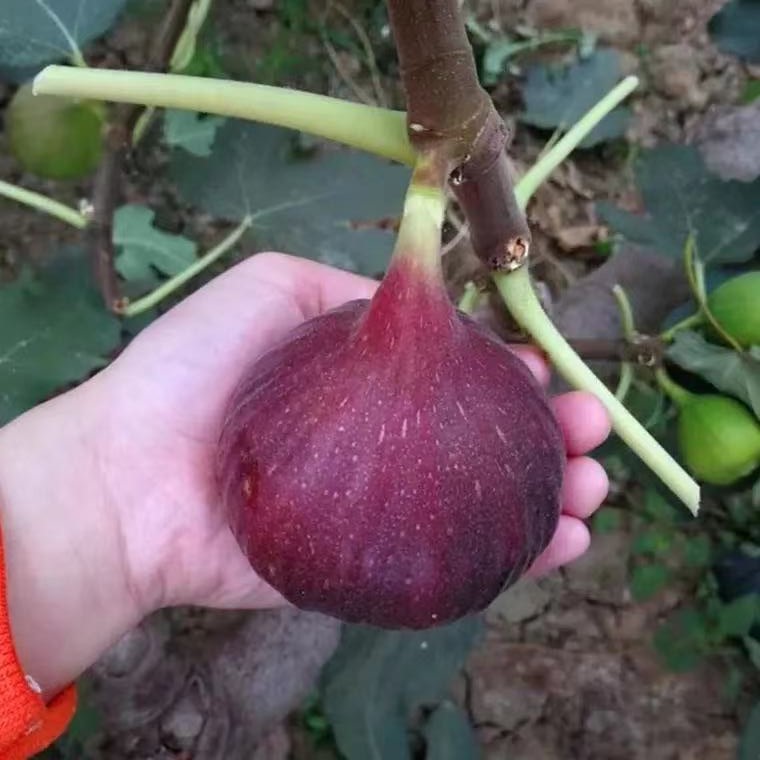 无花果盆栽果树苗巴劳耐斯特拉紫色波尔多波姬红格莱斯青花BNR