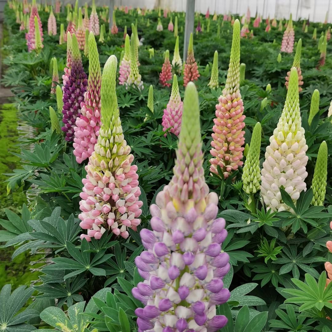 羽扇豆鲁冰花盆栽大苗阳台庭院花园耐寒花卉绿植多年生好养带花苞