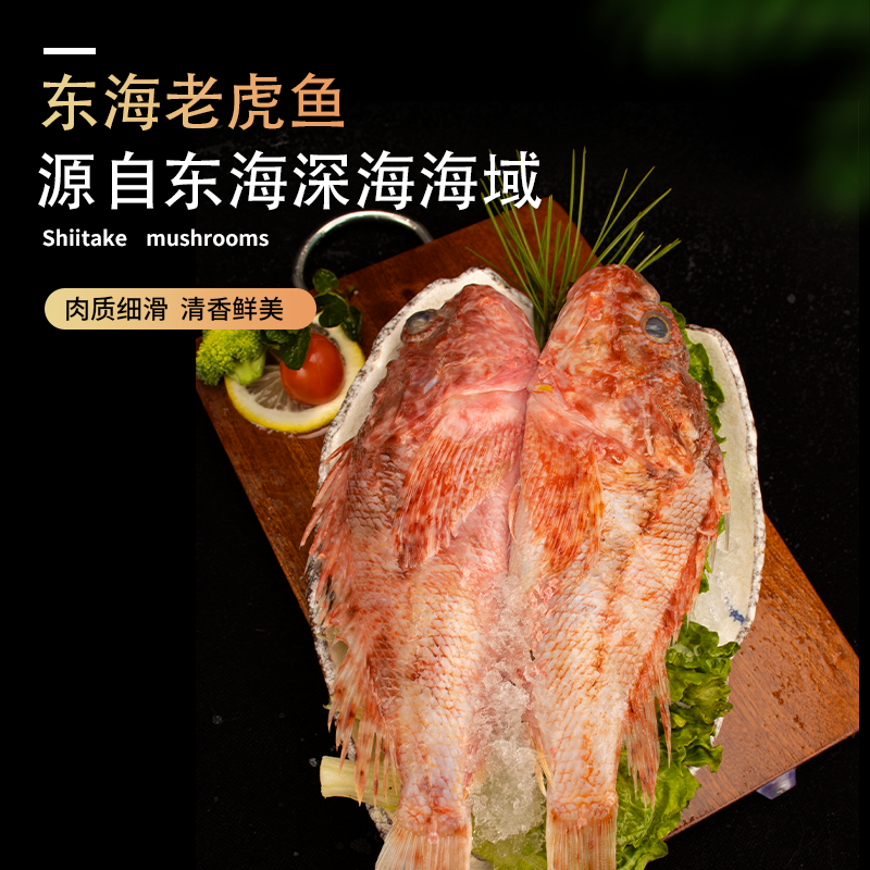 彬哥Bingo东海老虎鱼石九公科褐菖鮋超低温船冻1500g