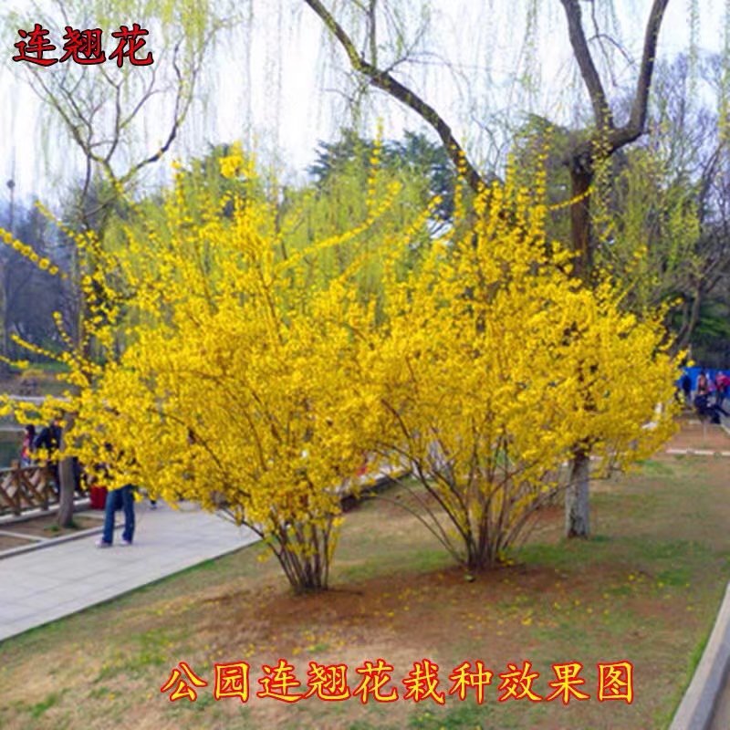 连翘花苗连翘苗庭院点缀美化黄老虎花苗攀援金钟罩花苗园林绿化苗