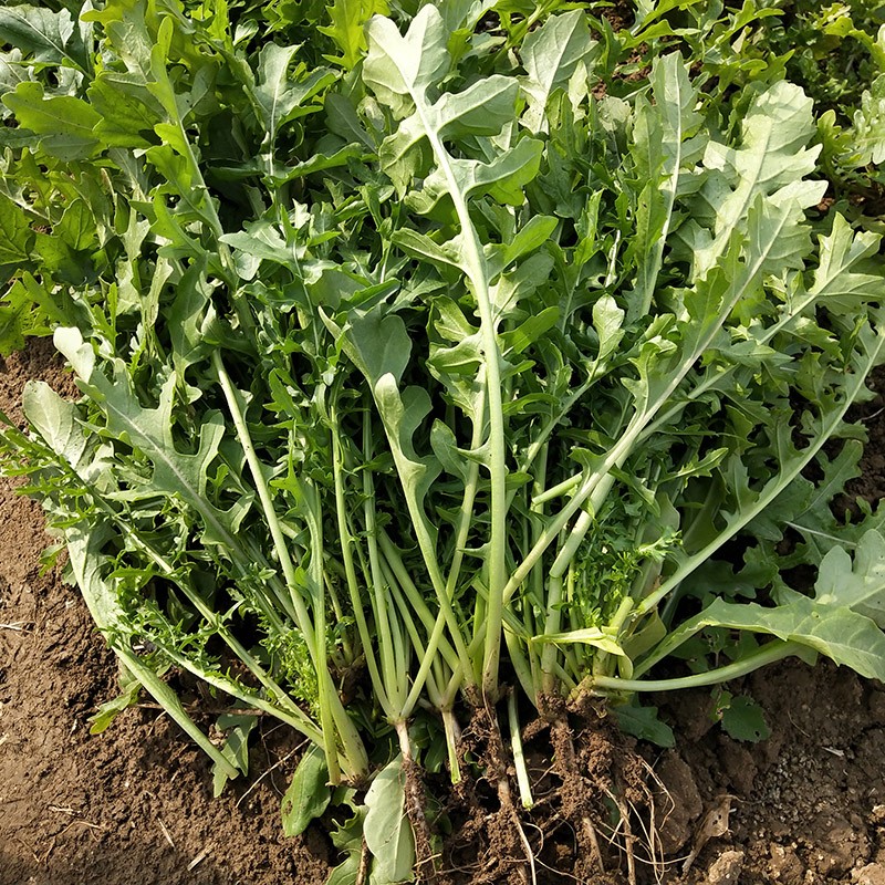 意大利芝麻菜种子小叶芝麻香菜种籽生菜盆栽阳台臭菜野菜四季蔬菜