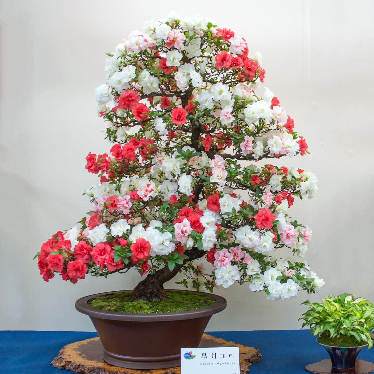 李大小姐基地精选上百个品种皋月杜鹃花耐寒耐旱易养庭院花卉