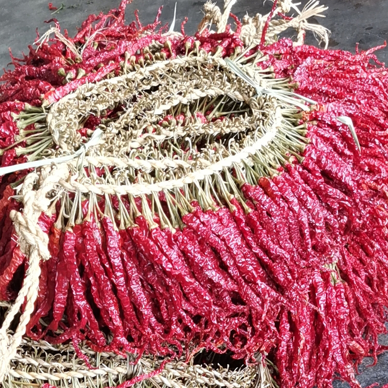 【钰爸专属】贵州毕节土特产干辣椒皱椒微辣特香250g包邮传统原产地