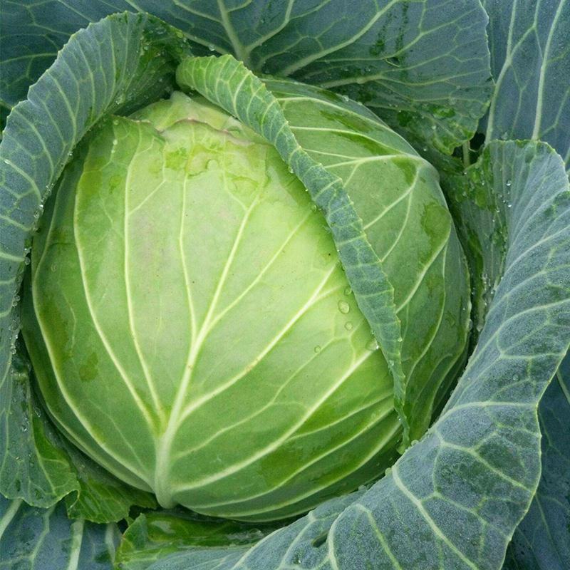 春播甘蓝种子大头菜包菜卷心菜春光珠秋季四季蔬菜籽早熟