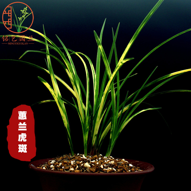 蕙兰线艺草新种先明虎斑木纹叶质高档名贵兰花苗未见花