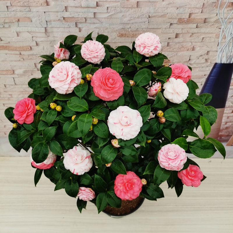十八学士多色茶花盆栽阳台花卉庭院大型绿植好养易活植物四季好养