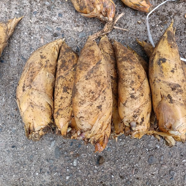 湖南炎陵现挖新鲜冬笋春笋楠竹笋