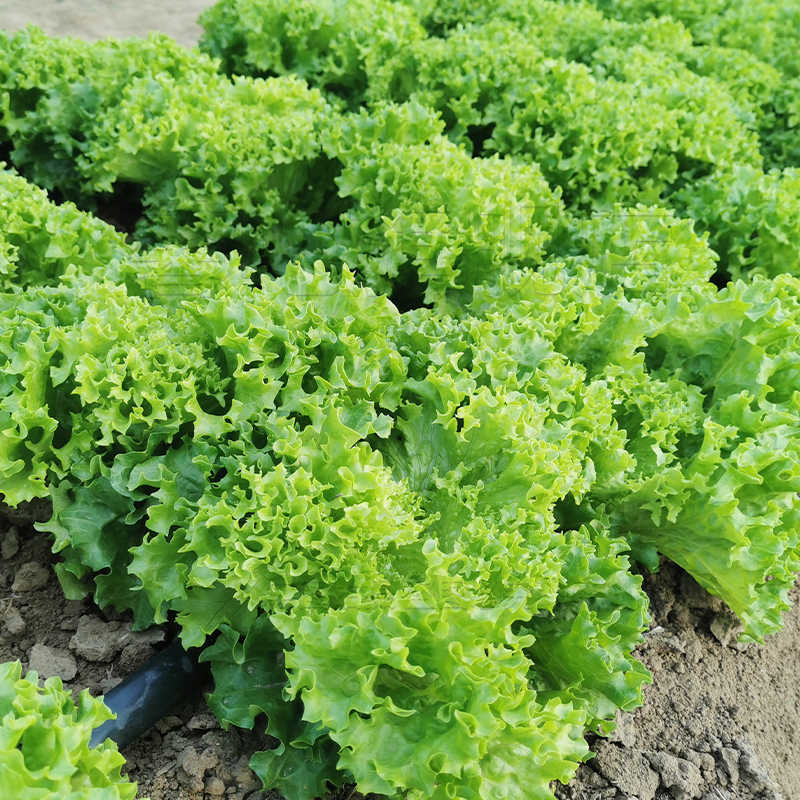 美国耐热大速生菜种子生吃蔬菜秋季四季播易种植可盆栽包邮生菜苗