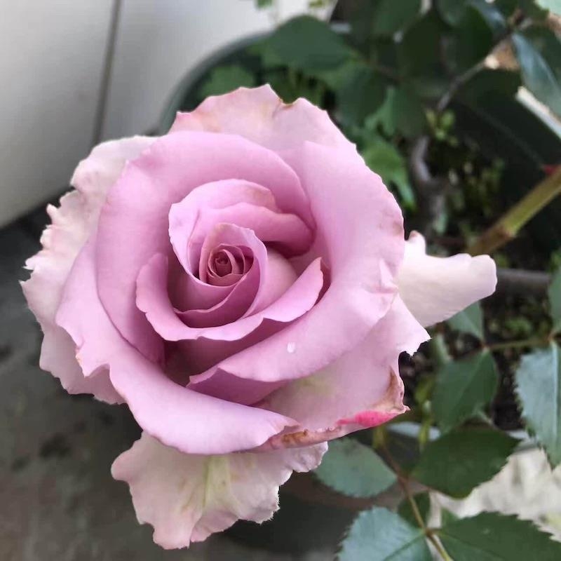 月季~紫霞仙子切花原土原盆发货