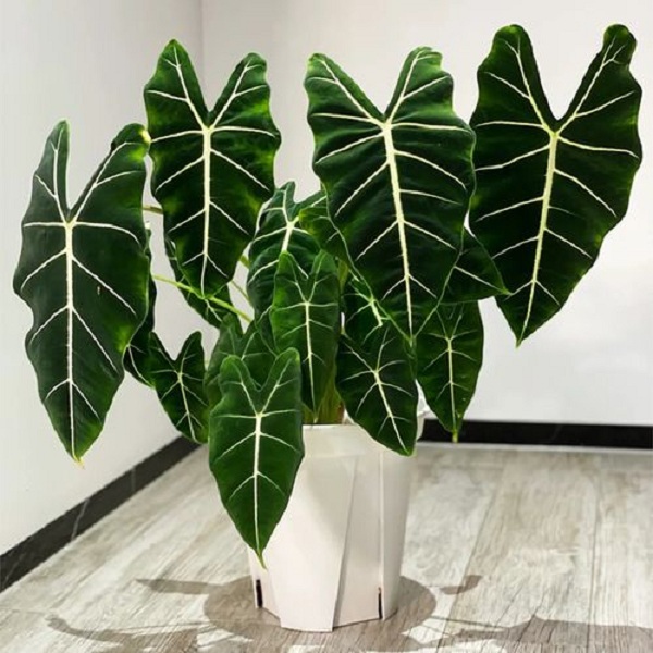 大盆绿天鹅绒海芋盆栽室内观叶植物北欧风格好养绿植