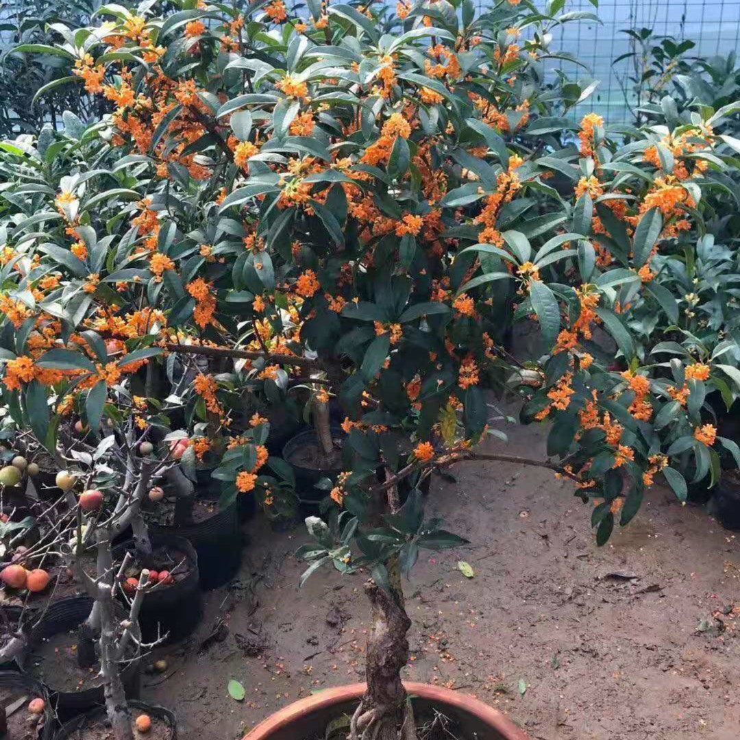 桂花四季常青日香桂浓香型金桂耐寒庭院阳台南北方种