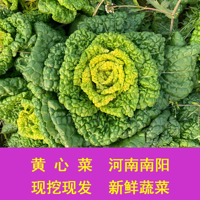河南本地黄心菜清甜乌塌菜新鲜青菜5斤好吃
