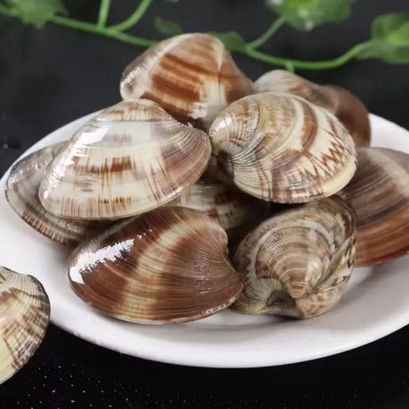 连云港发货  海鲜大蛤蜊 美贝 【5斤/10斤】链接同款美贝发货 