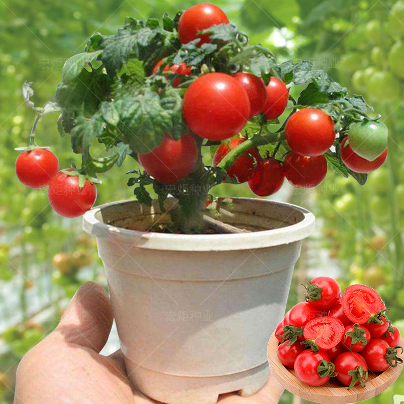 盆栽番茄种籽 番茄种孑 四季蔬菜籽种小番茄水果番茄种西红柿种孑