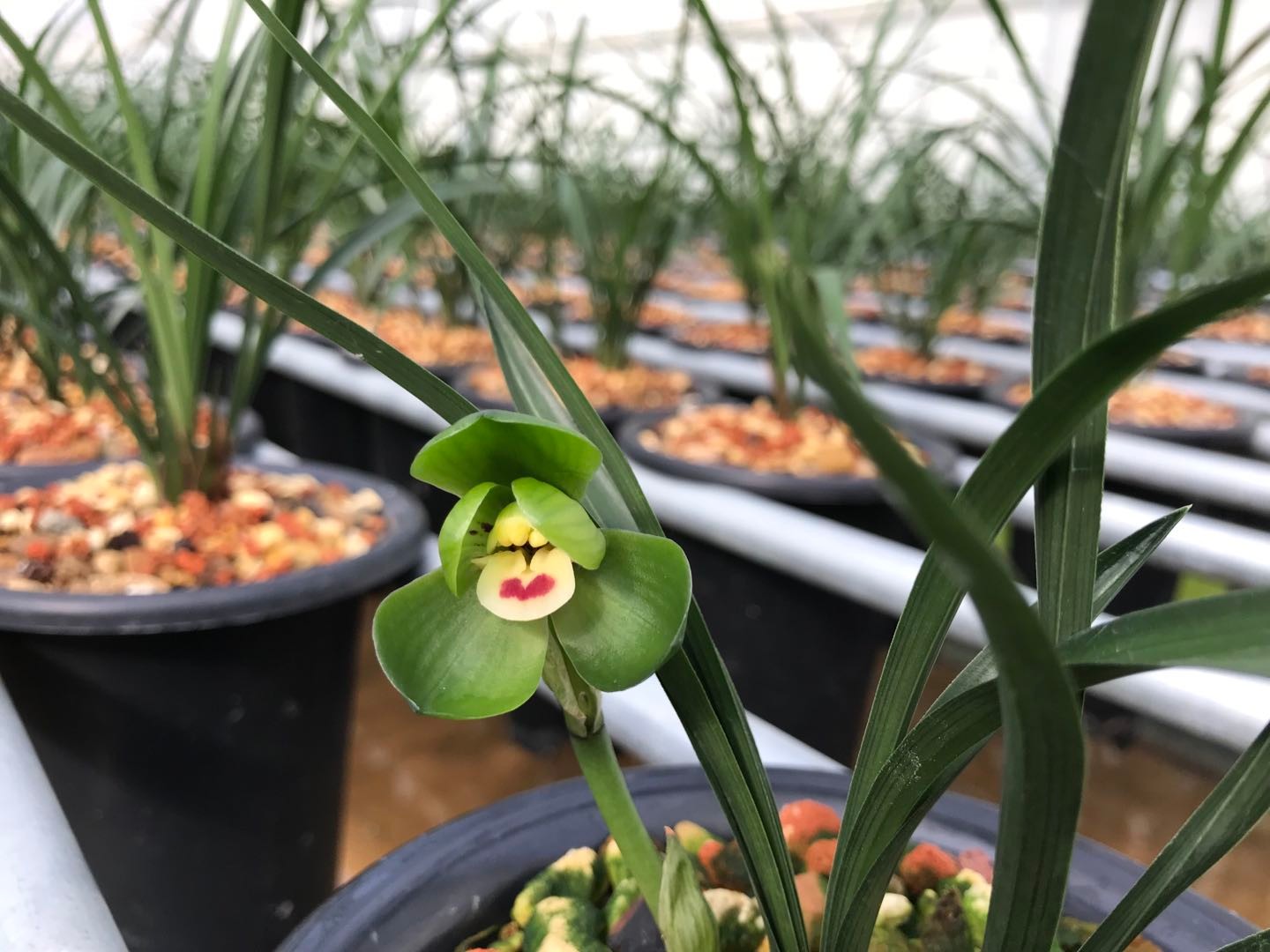 春兰环球荷鼎兰花盆栽植物名贵大众国兰场名品荷瓣兰花苗带花苞