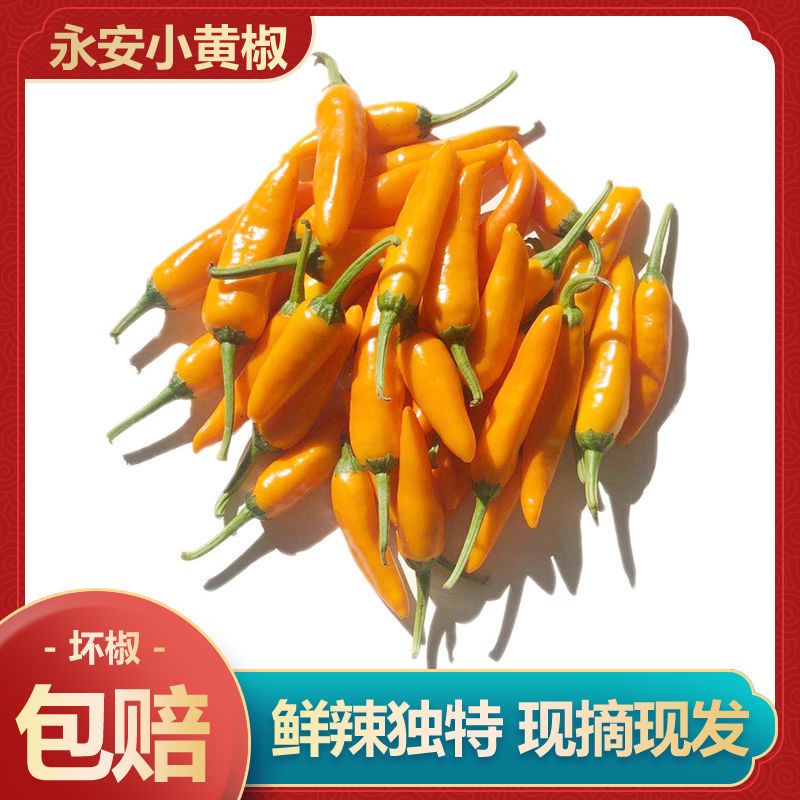 现鲜香采摘小黄椒新鲜辣椒250g子弹头小米辣椒贡菜火锅蘸料采摘