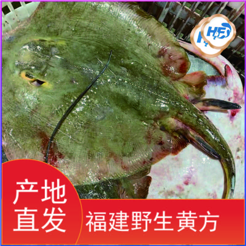 福建海鲜野生魔鬼鱼（黄方鱼）2斤 3斤 5斤