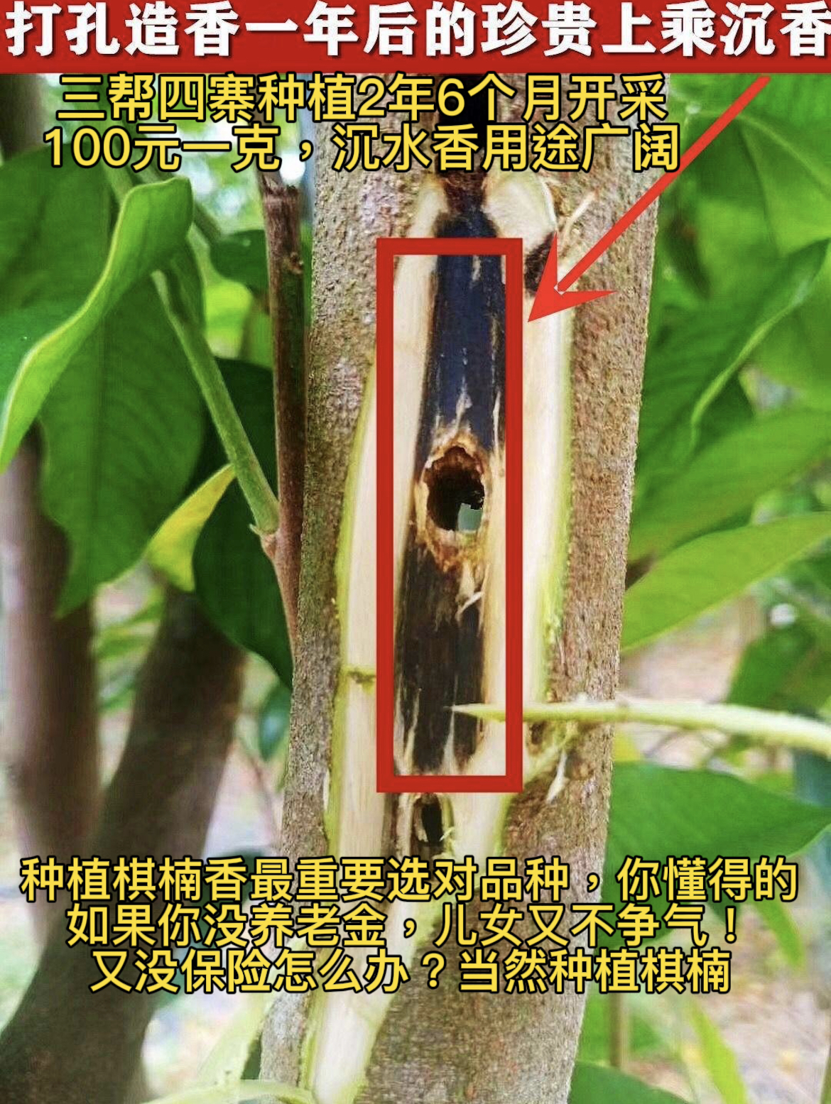 树心结香王冠绿红骨凹身金沙叶母树嫁接苗