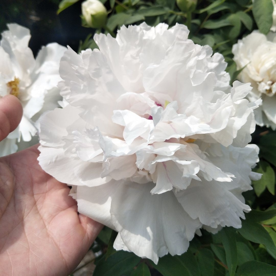 【景玉】裸根牡丹包对版-庭院阳台花卉白色重瓣大花