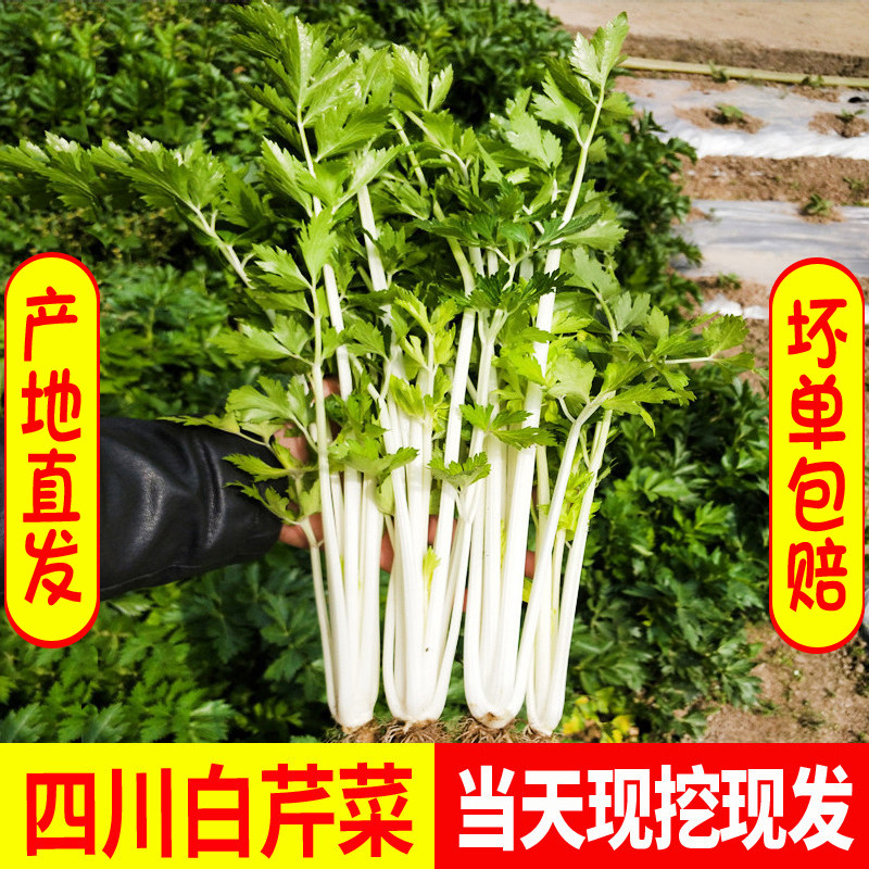 【张口鲜】四川白芹菜新鲜蔬菜农家自种3/5斤包邮