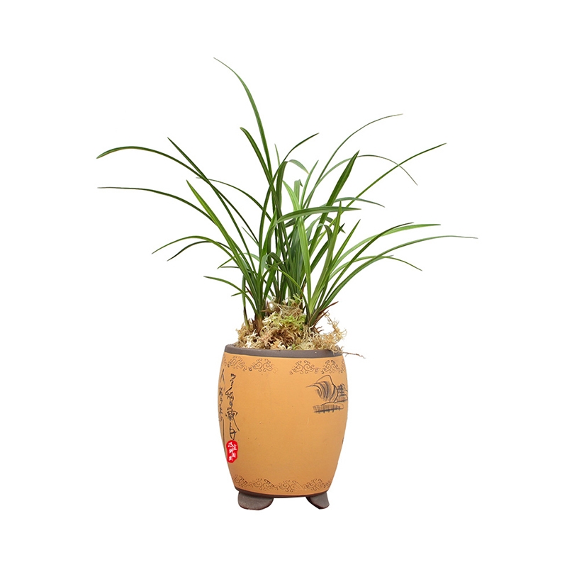 春兰兰花翠一品盆栽植物名贵花苞瓣花卉浓香绍兴老品种室内外好养