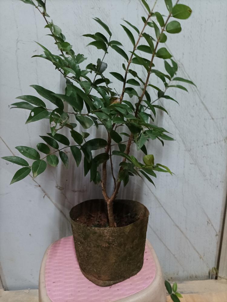 十棵新品种乔尼尔一年小苗绿植盆栽
