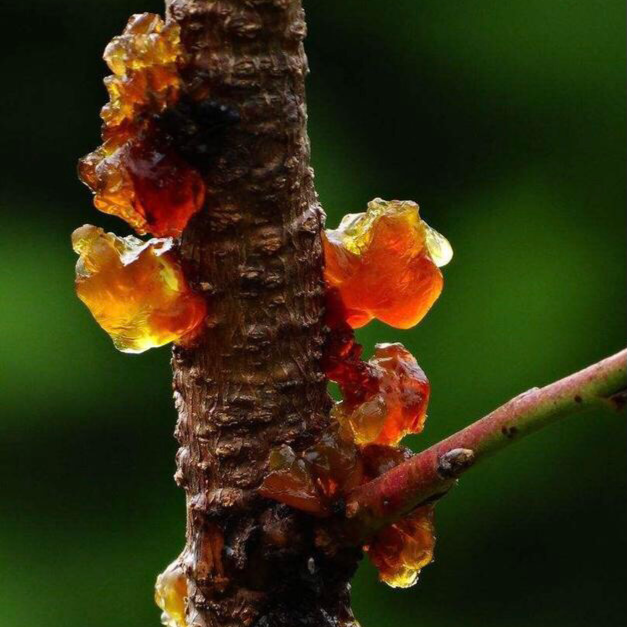 松阳手工挑选桃子胶包邮