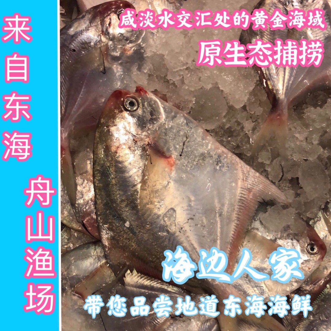 【海边人家】浙江舟山7-9两/条银鲳鱼白昌鲳(顺丰京东直达）