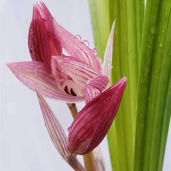 四川春剑—新津胭脂（原生名品色花）