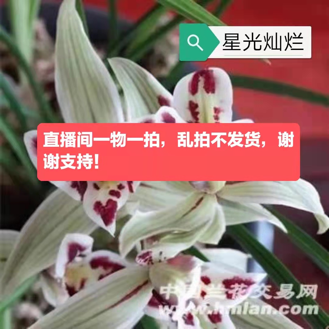 100御兰阁兰花直播链接