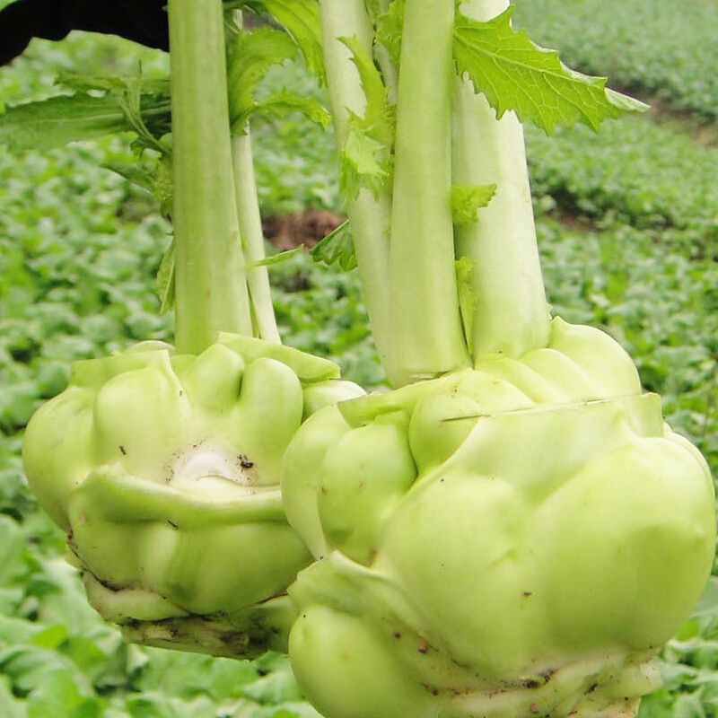 榨菜种子种籽菜园种植盆栽蔬菜孑