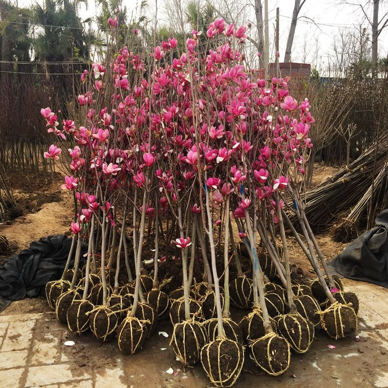 耐寒紫玉兰花黄玉兰白玉兰花苗南北方庭院种植