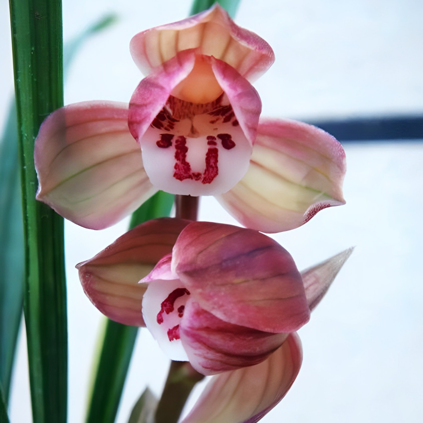 春剑【茗品】石龙红荷—九阳荷