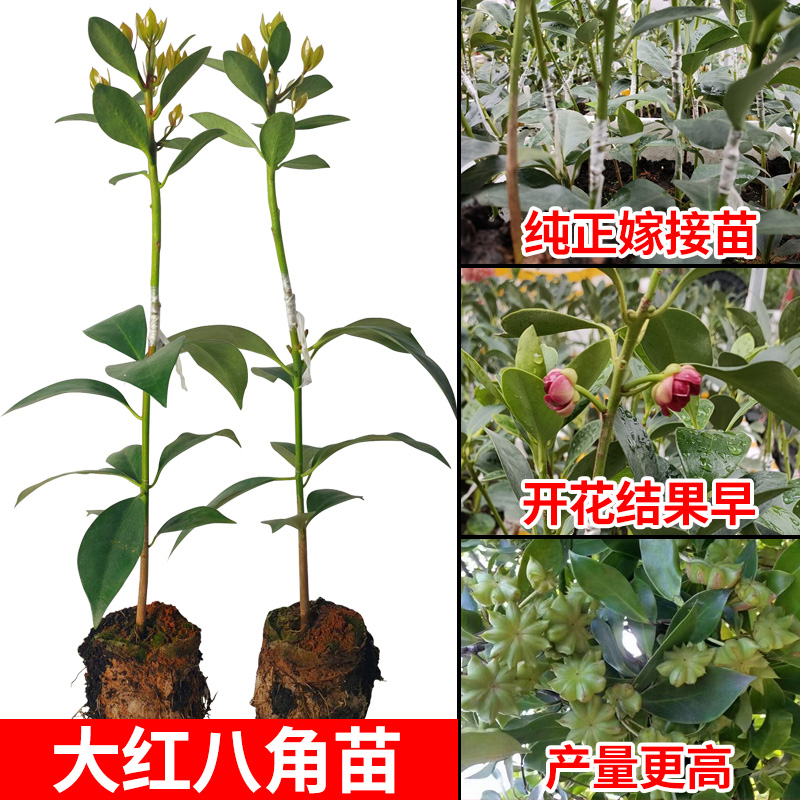 广西高产八角树树苗矮化嫁接大红八角苗食用茴香木苗带杯发货