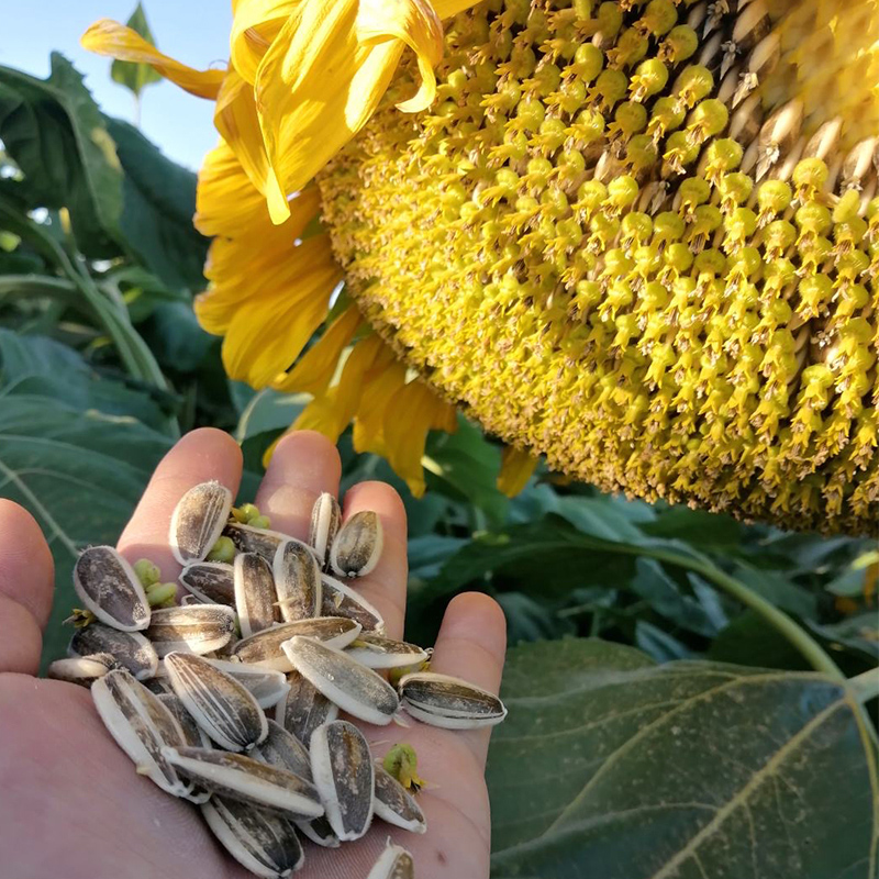 黑三道眉向日葵瓜子种子蔬菜菜种菜籽葵花油观赏盆栽