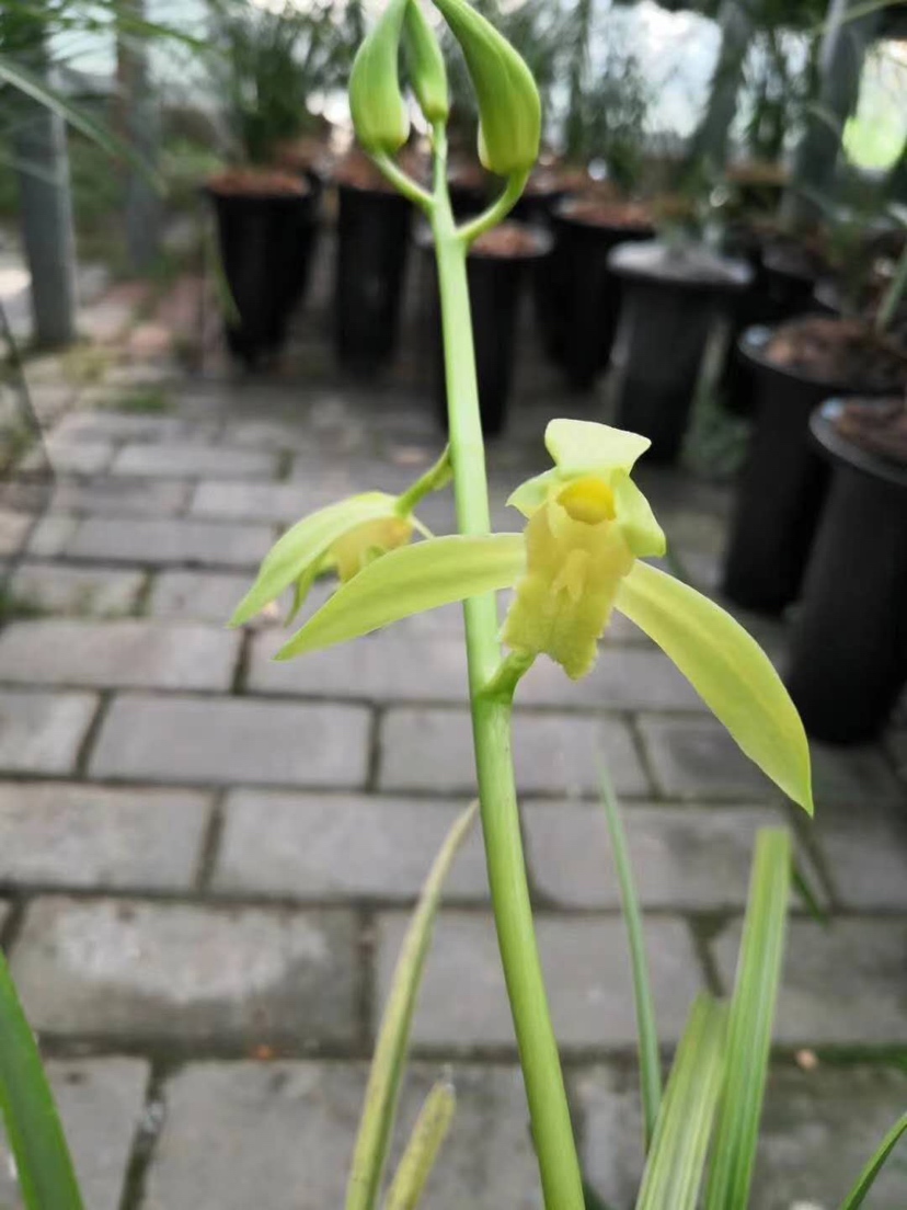 飞飞兰苑浓香素心