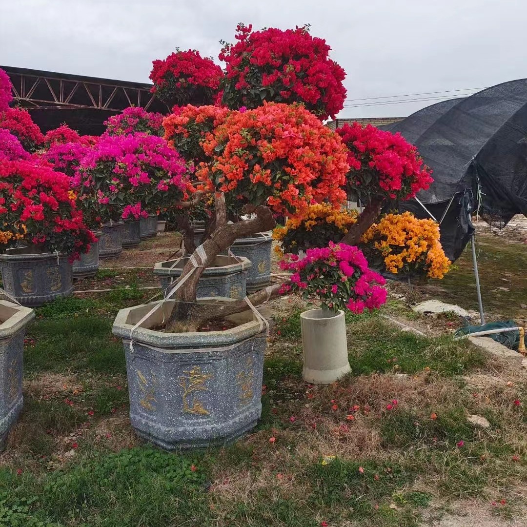 浮山花卉三角梅一物一拍