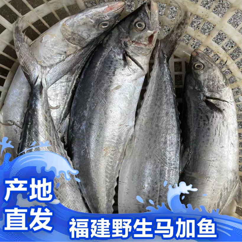 福建啊三海鲜【野生正马加鱼】现称寄顺丰
