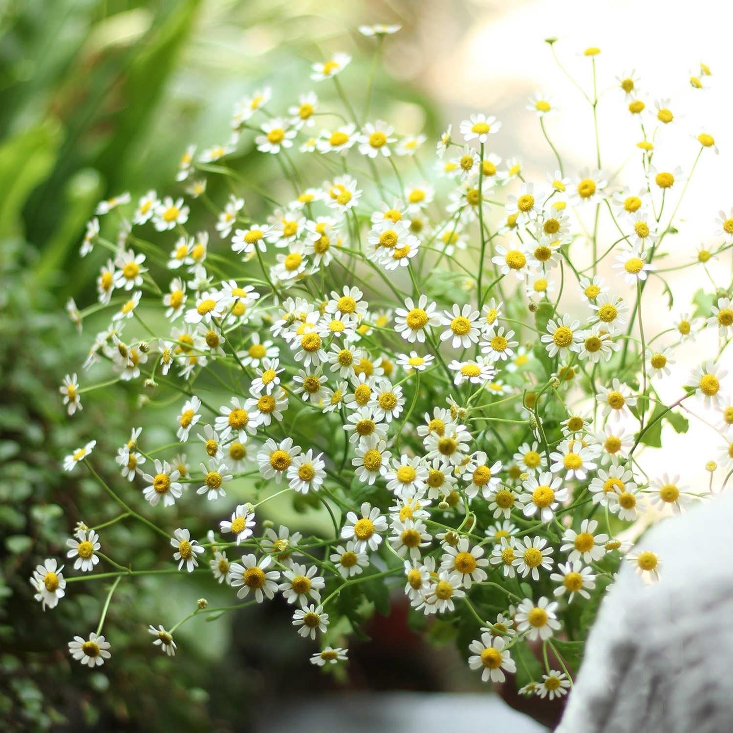 【云南鲜花】洋甘菊鲜花