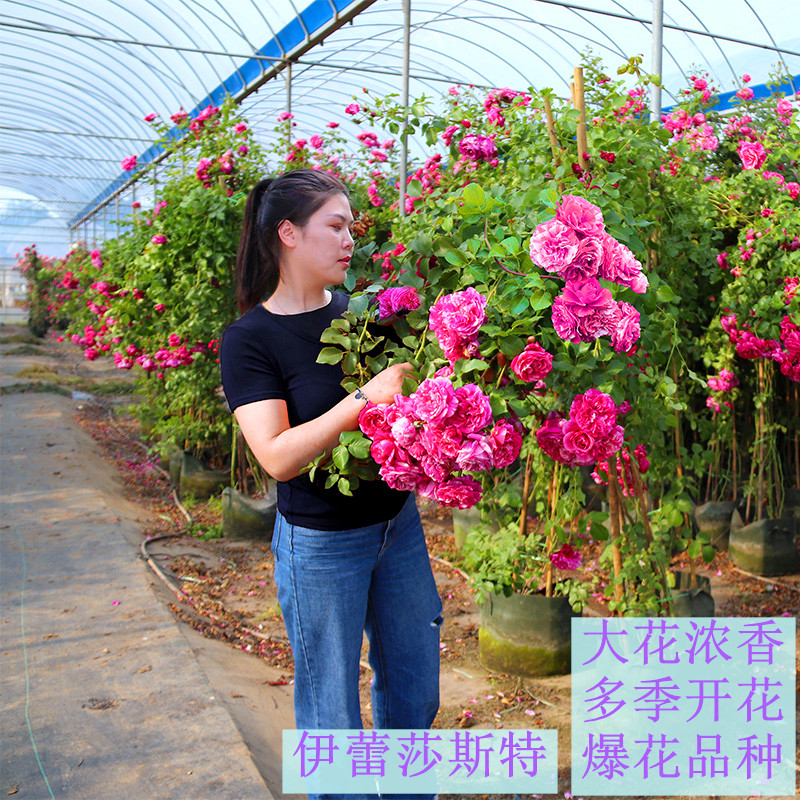 伊蕾莎斯特藤本月季爬藤植物四季开大花耐寒耐晒浓香蔷薇花苗无刺