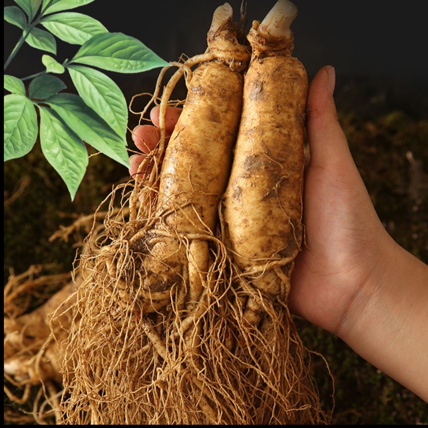 长白山鲜参4支一斤  人参原产地