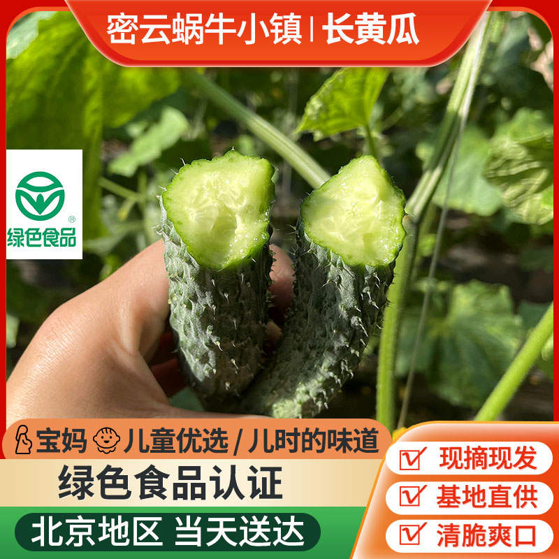 密云基地自种长黄瓜 3斤绿色食品