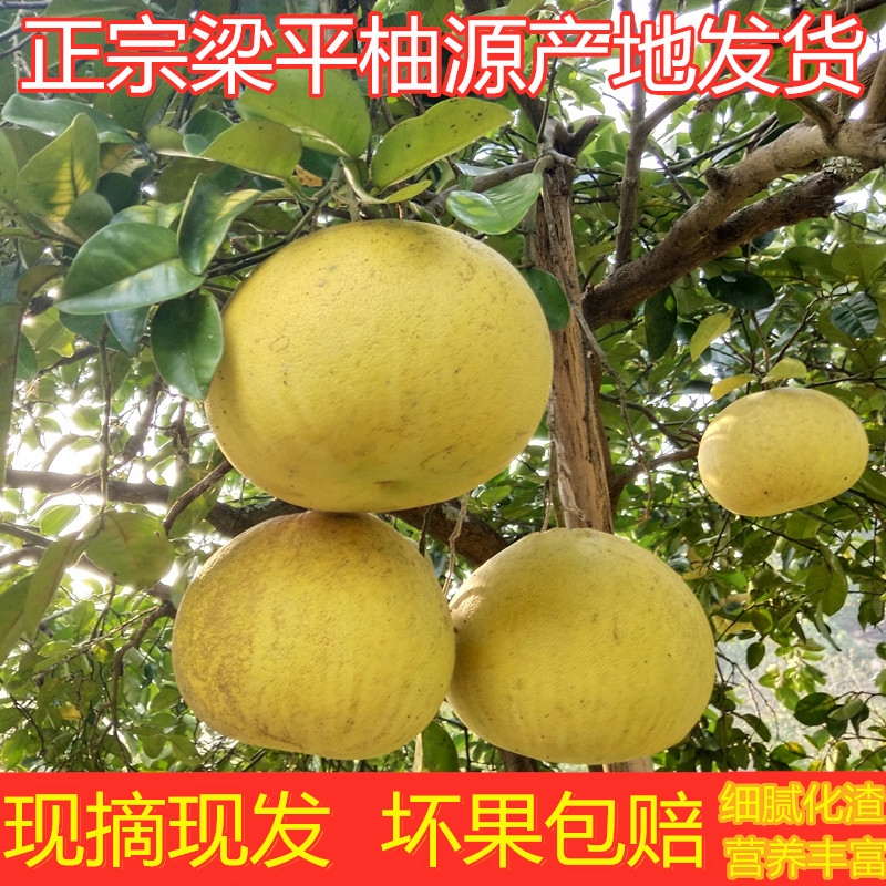 重庆梁平产地发货细腻梁平柚平顶柚麻柚白心柚新鲜水果9斤包邮