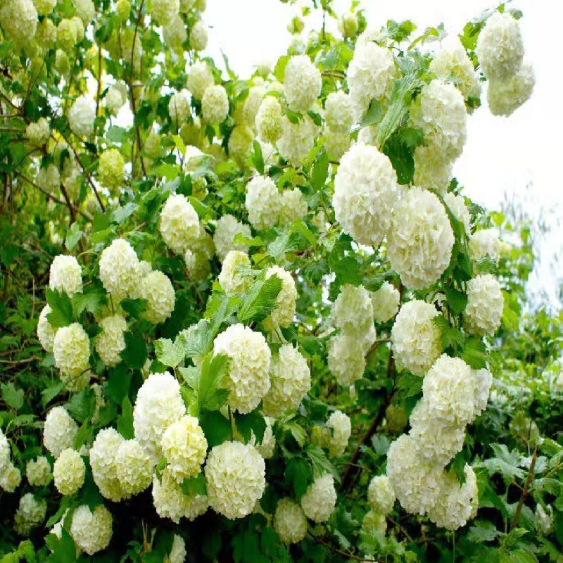 木绣球绿植盆栽地栽庭院养殖栽种花卉春秋季开花中华木绣球发货