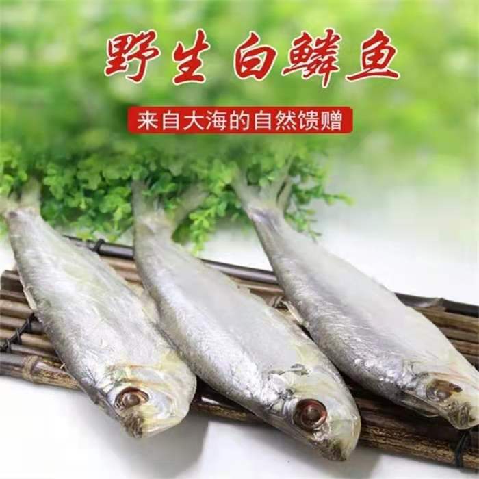 山东渤海湾大号咸白鳞鱼5斤