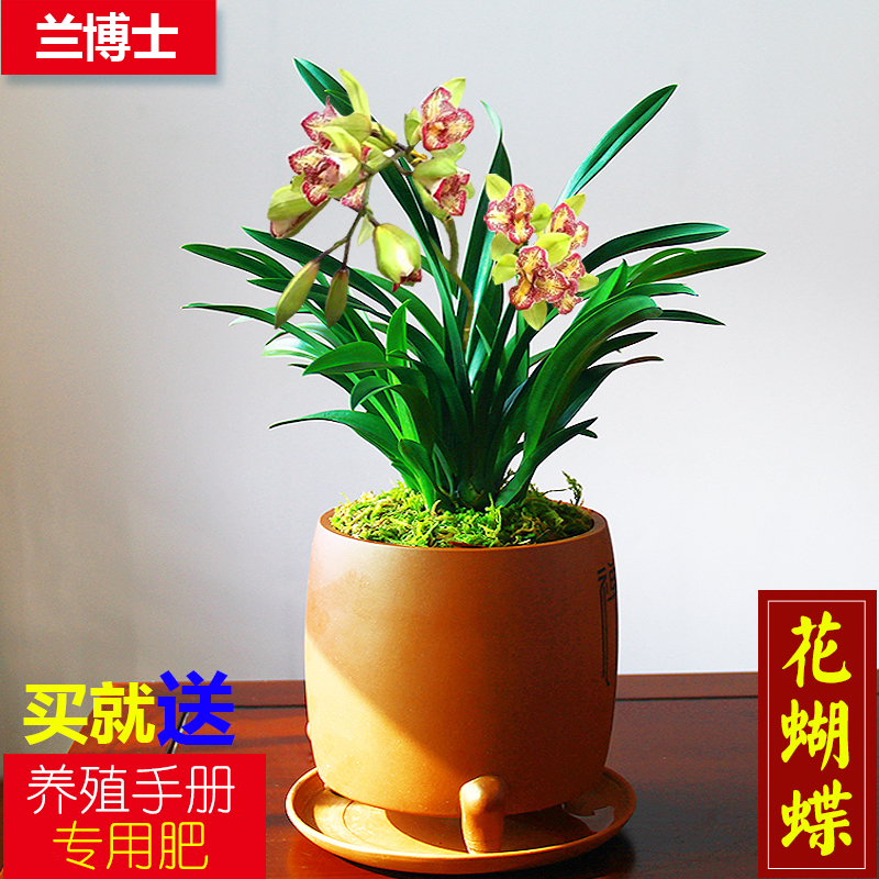 兰花苗【花蝴蝶】浓香型矮种小盆栽植物室内花四季常青办公室植物