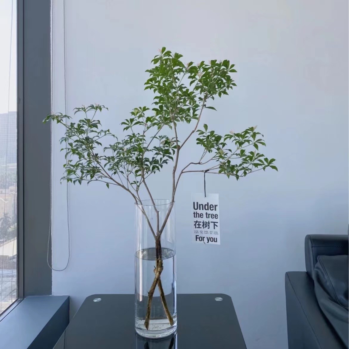 一物一拍轻奢进口网红绿植室内水培鲜切枝条【马醉木】客厅高级感