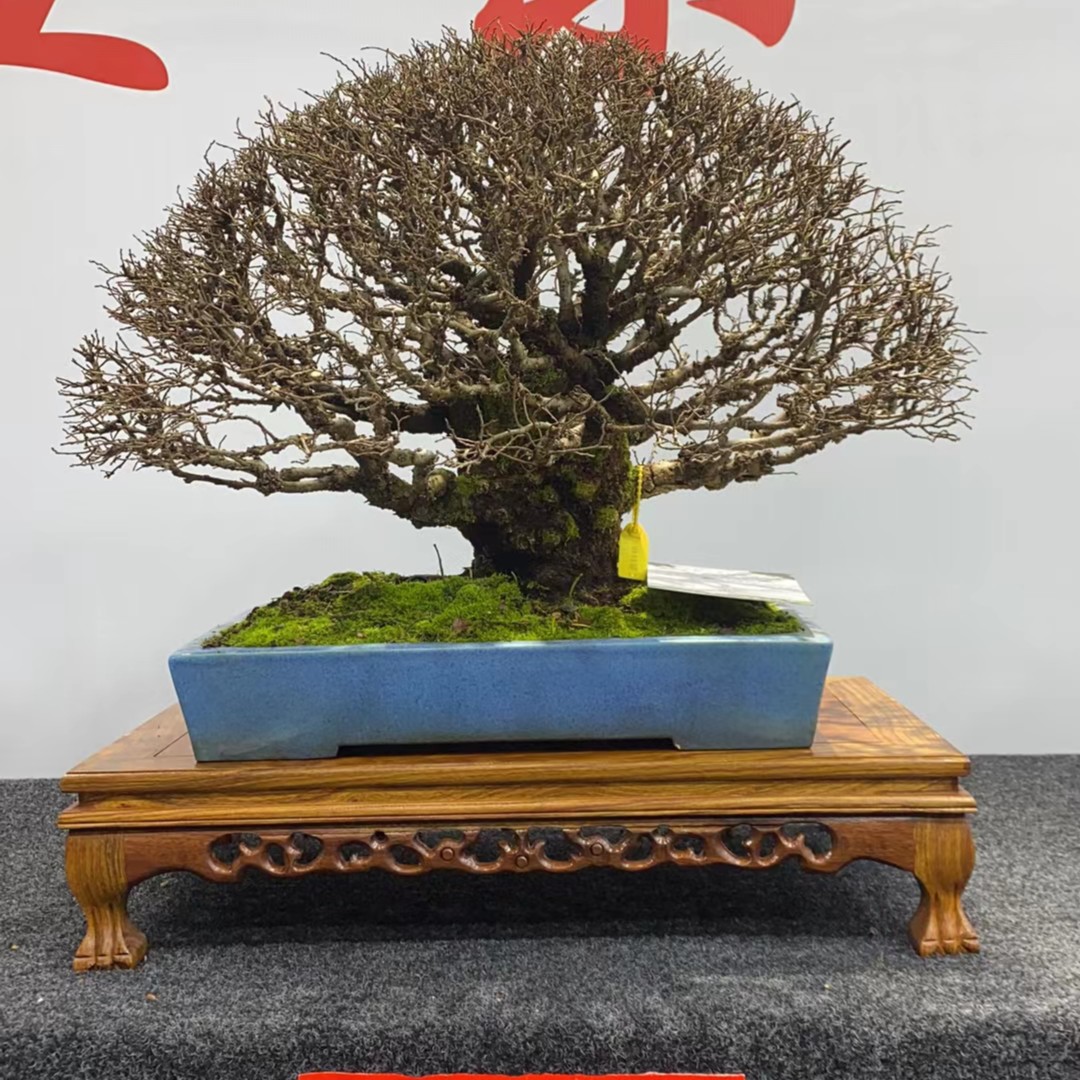 雀梅盆景 S型造型老树桩室内办公室开花结果小盆景福建茶小叶紫檀