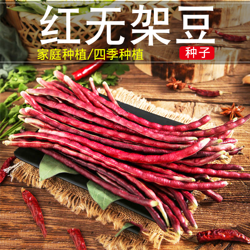 山研紫红豇豆种子不搭架豆角芸豆菜豆籽 美国无架遍地红地豆种子