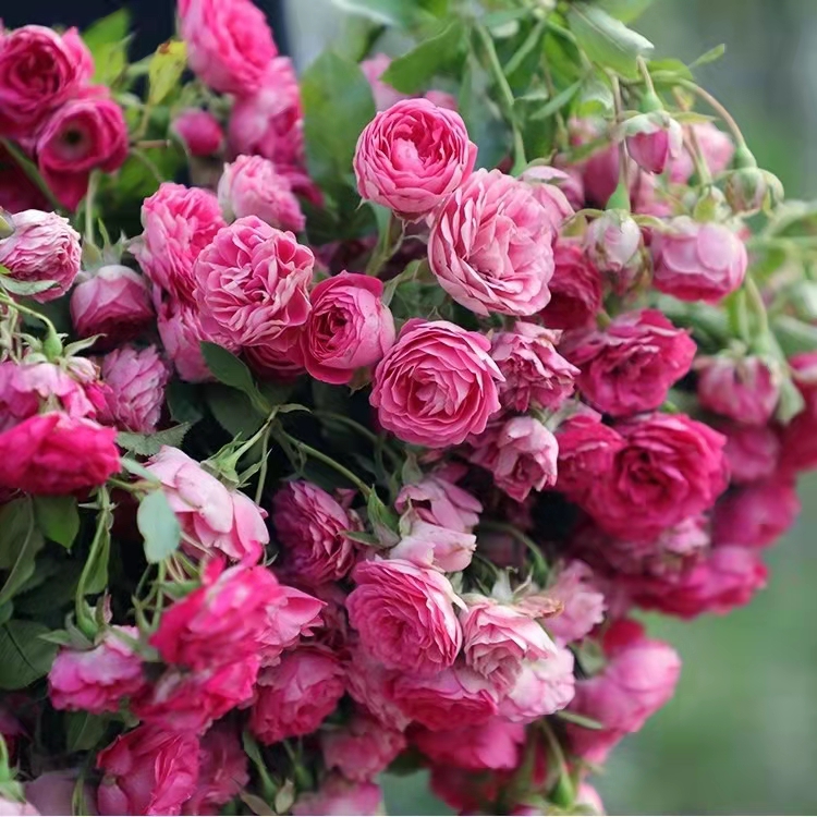 胭脂扣季节多季爬藤本月季花苗阳台庭院盆栽植物玫瑰花卉新手耐寒